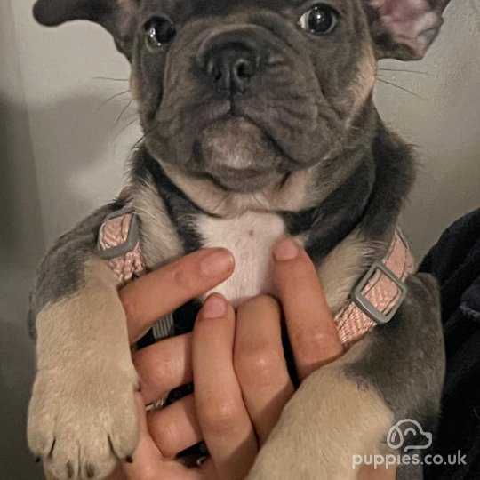 French Bulldog - Both