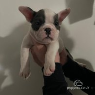 French Bulldog - Both