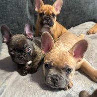 French Bulldog - Both