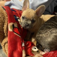 French Bulldog - Both