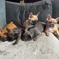 French Bulldog - Both