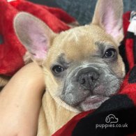 French Bulldog - Both