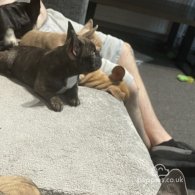 French Bulldog - Both