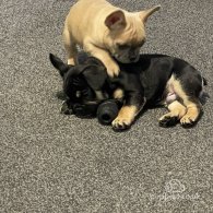 French Bulldog - Both