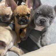 French Bulldog - Both