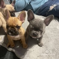 French Bulldog - Both