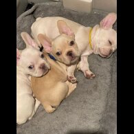 French Bulldog - Dogs