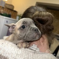 French Bulldog - Both