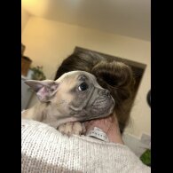 French Bulldog - Both