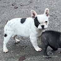 French Bulldog - Dogs