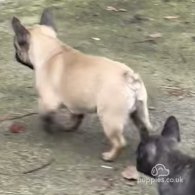 French Bulldog - Dogs