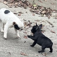 French Bulldog - Dogs