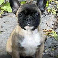 French Bulldog - Dogs