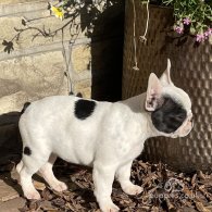 French Bulldog - Dogs