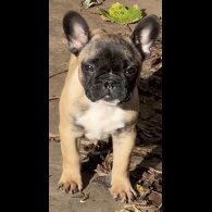 French Bulldog - Dogs