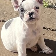 French Bulldog - Dogs