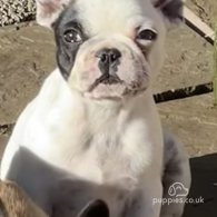 French Bulldog - Dogs