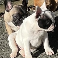 French Bulldog - Dogs