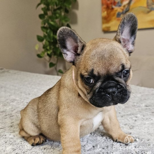 French Bulldog - Both