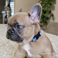 French Bulldog - Both