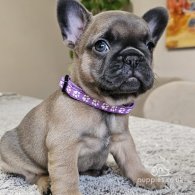 French Bulldog - Both