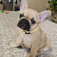 French Bulldog - Both