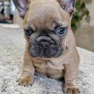 French Bulldog - Both