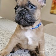 French Bulldog - Both