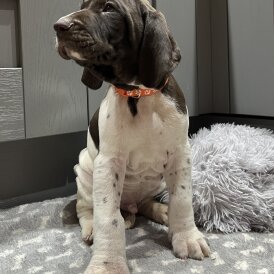 German Pointer - Both