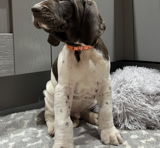 German Pointer