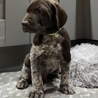 German Pointer - Both