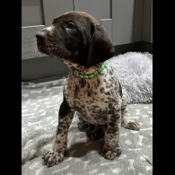 German Pointer - Both