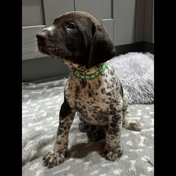 German Pointer - Both