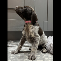 German Pointer - Both