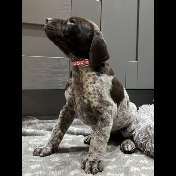 German Pointer - Both