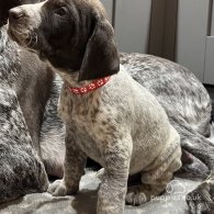 German Pointer - Both