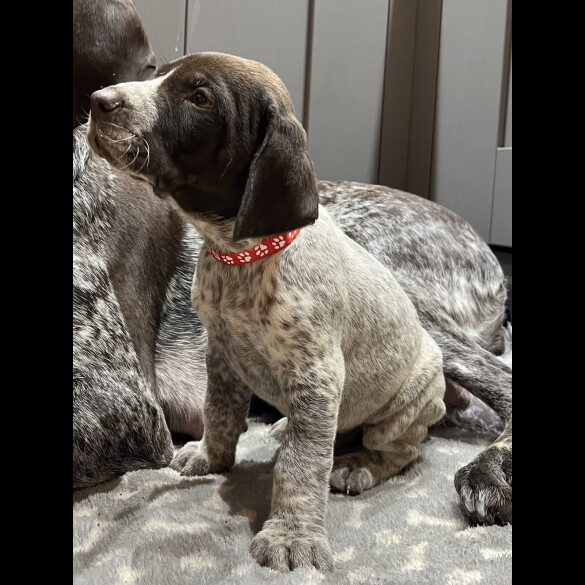 German Pointer - Both