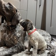 German Pointer - Both