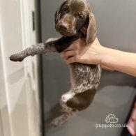 German Pointer - Both