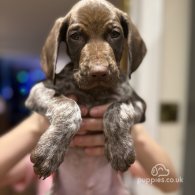 German Pointer - Both