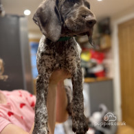 German Pointer - Both