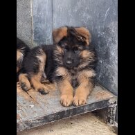 German Shepherd (Alsatian) - Both