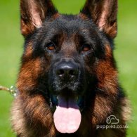 German Shepherd (Alsatian) - Both