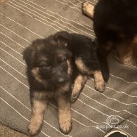 German Shepherd (Alsatian) - Both