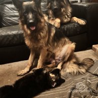 German Shepherd (Alsatian) - Both