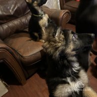 German Shepherd (Alsatian) - Both