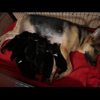 German Shepherd (Alsatian) - Both