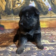 German Shepherd (Alsatian) - Both