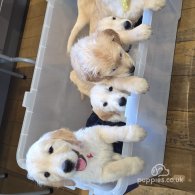 Golden Retriever - Dogs