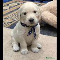 Golden Retriever - Dogs